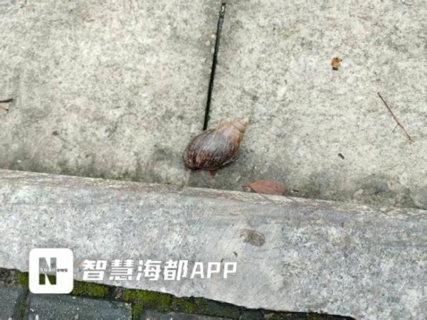 摩根证券 专家提醒远离这种拳头大蜗牛 携带多种寄生虫