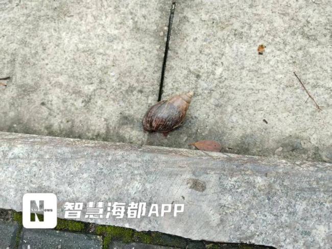 专家提醒远离这种拳头大蜗牛