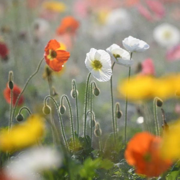 资本E家 中年如秋，美在淡然